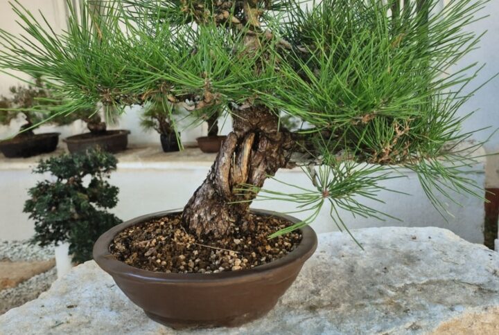 Bonsai of Pinus Thunbergii 43cm
