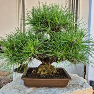 Bonsai of Pinus Thunbergii Corticosa (height_ 52cm)