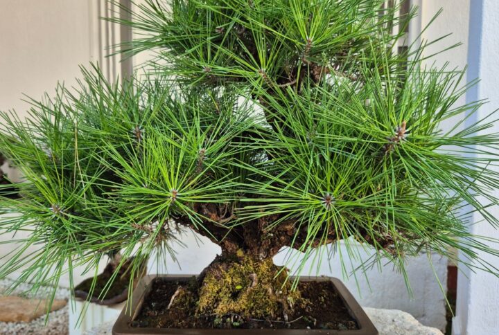 Bonsai of Pinus Thunbergii Corticosa (height_ 52cm)