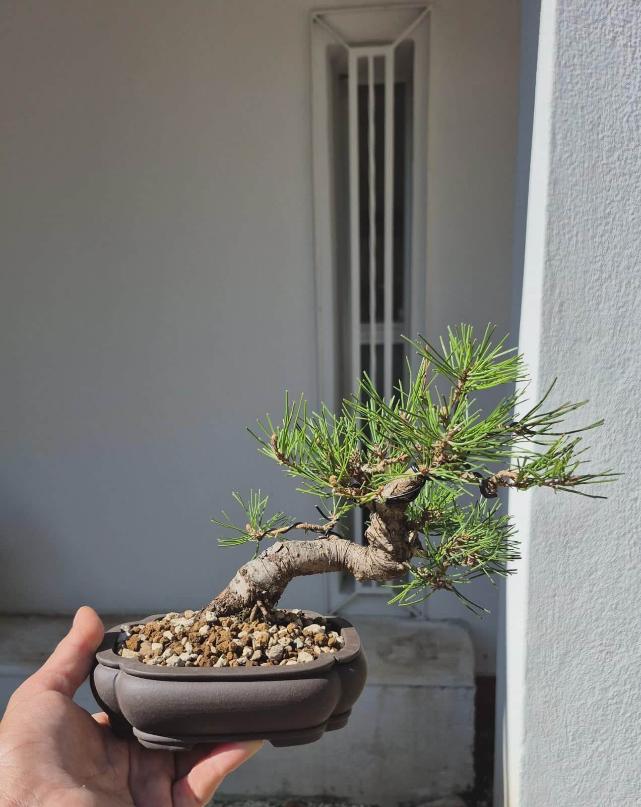 Bonsai of Pinus Thunbergii 4