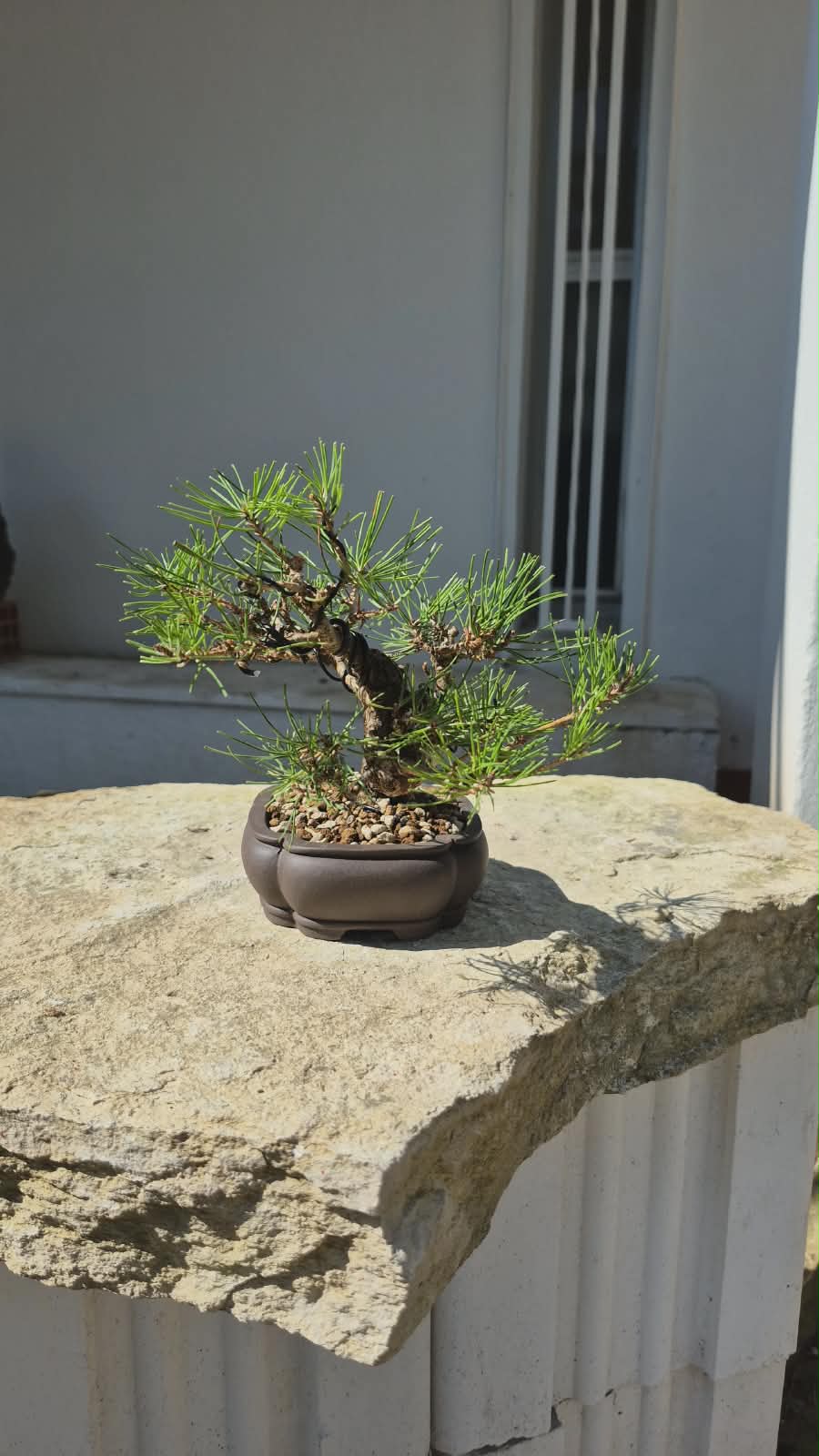 Bonsai of Pinus Thunbergii 1