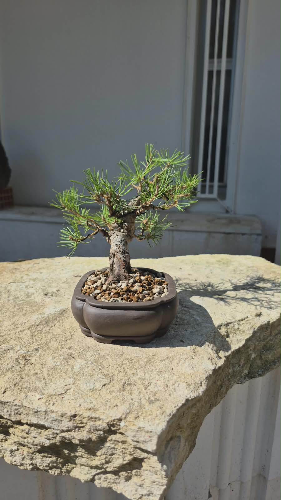 Bonsai of Pinus Thunbergii 2