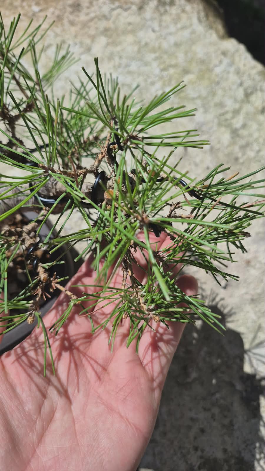 Bonsai of Pinus Thunbergii 5
