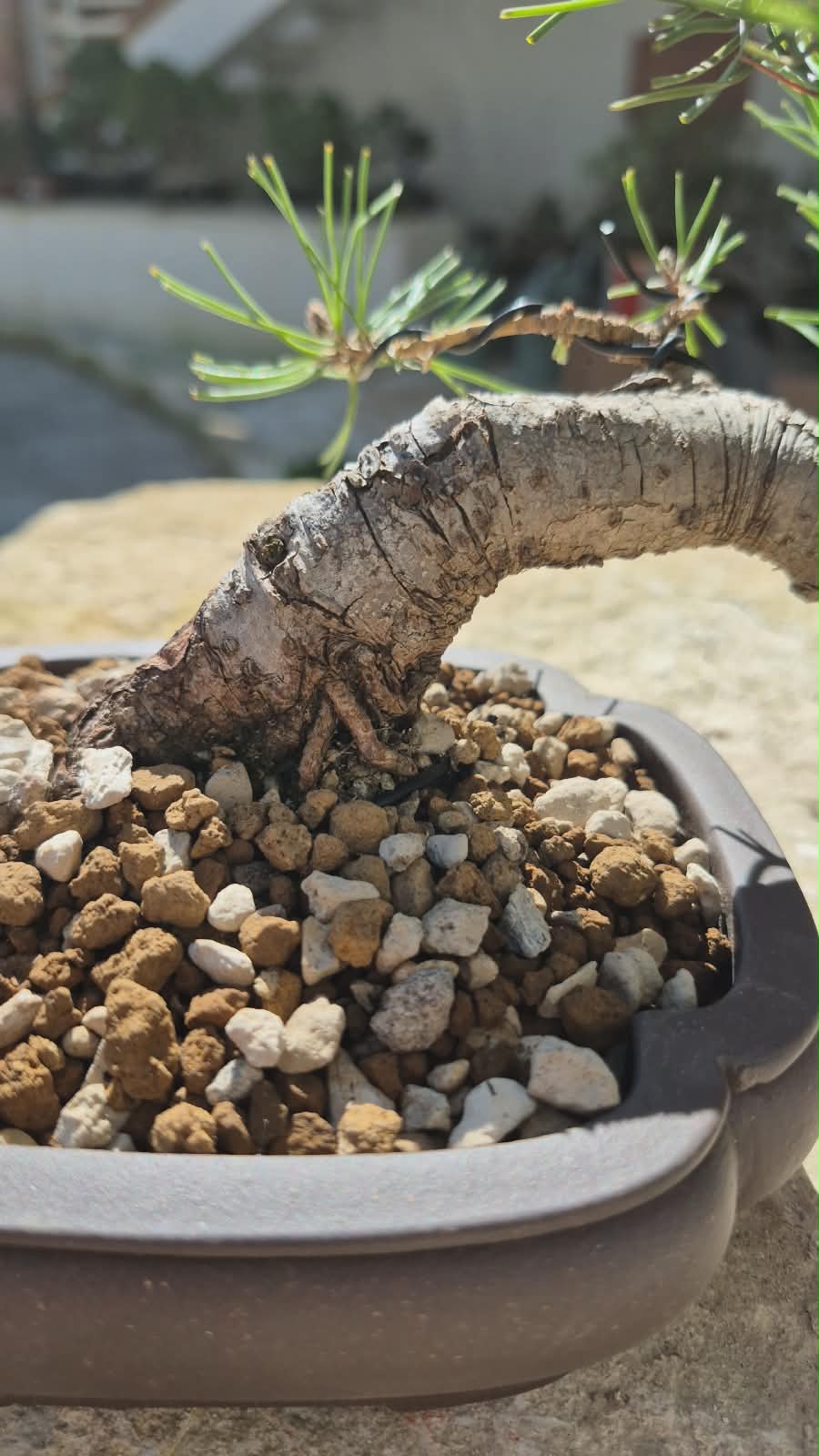 Bonsai of Pinus Thunbergii 6