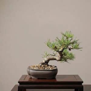 Bonsai of Pinus Thunbergii