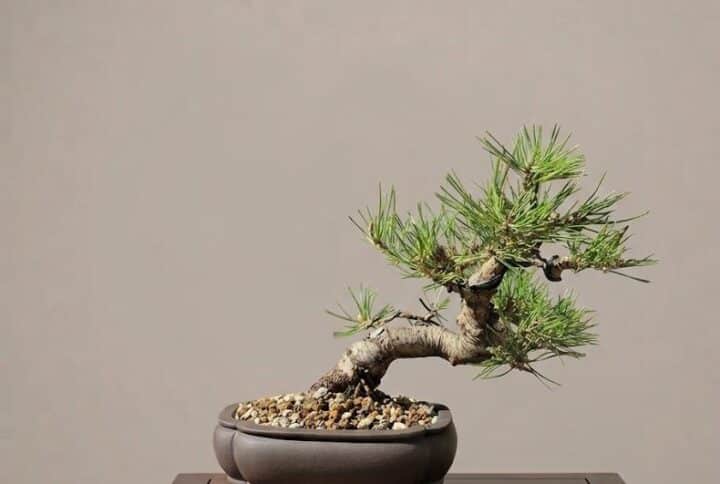 Bonsai of Pinus Thunbergii