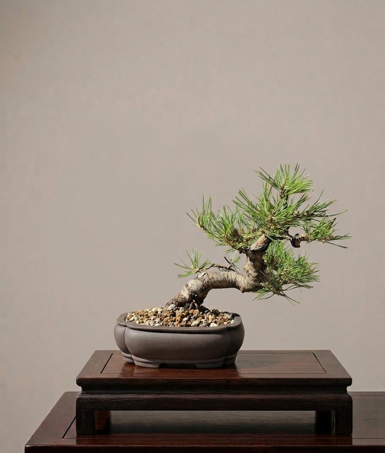 Bonsai of Pinus Thunbergii