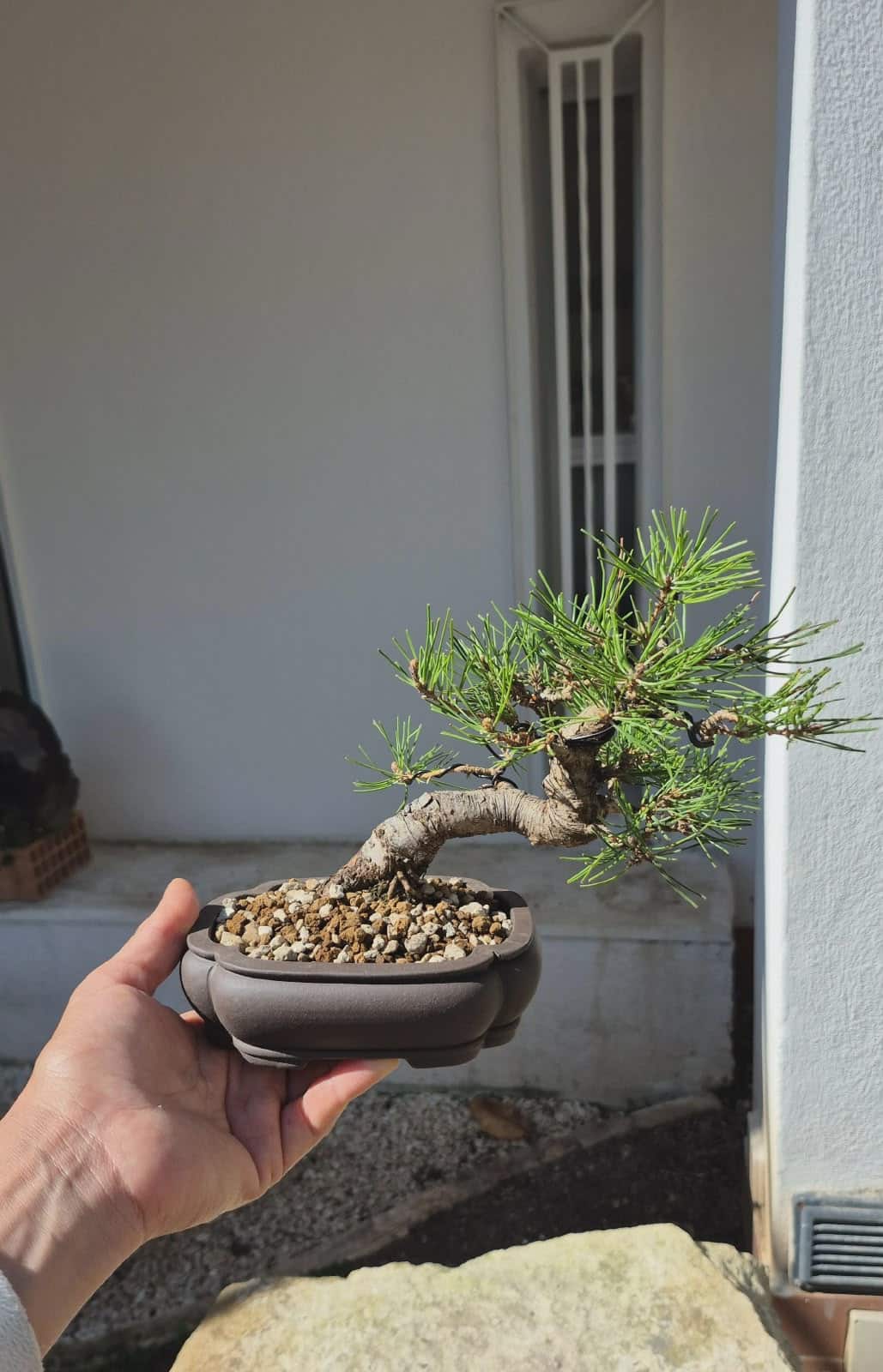 Bonsai of Pinus Thunbergii 3