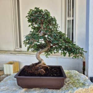 Bonsai of Chinese Elm