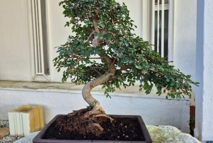 Bonsai of Chinese Elm