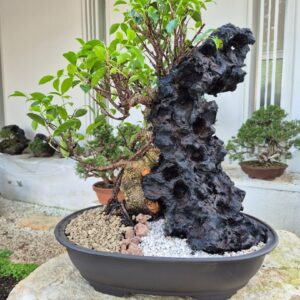 Bonsai of Ficus Retusa on stone