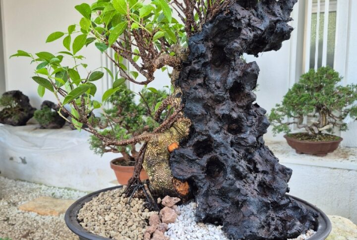 Bonsai of Ficus Retusa on stone