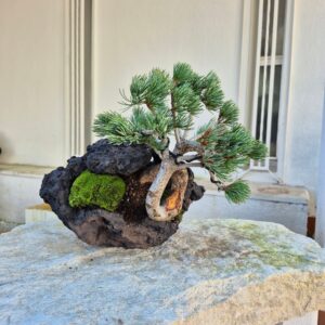 Bonsai of Japanese White Pine on stone