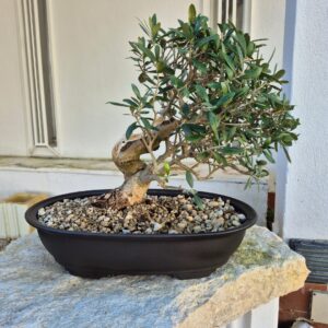 Bonsai of Olea Europaea