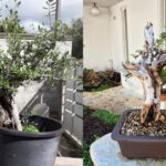 Cura Bonsai olivo