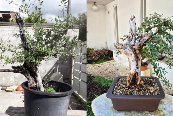 Come Curare il Bonsai di Olivo: Tecniche di Mantenimento, Concimazione e Difesa dalla Tignola