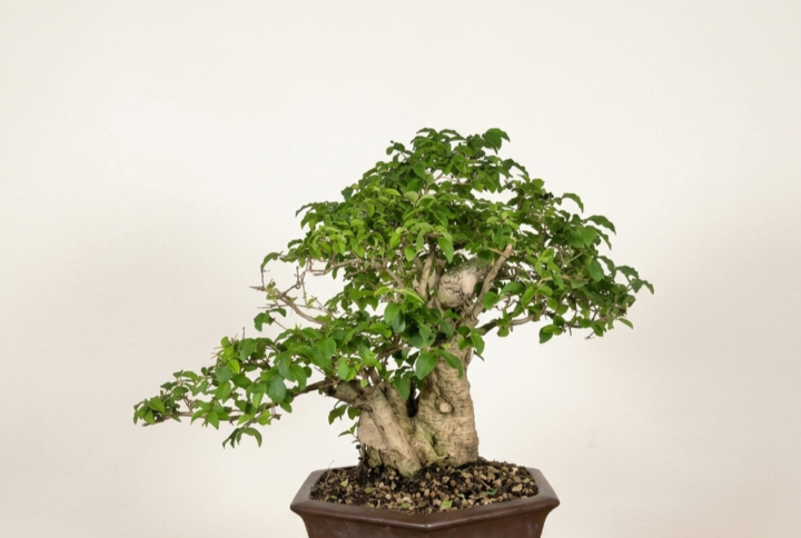 Bonsai of Ligustrum Ovalifollum 20 years Old