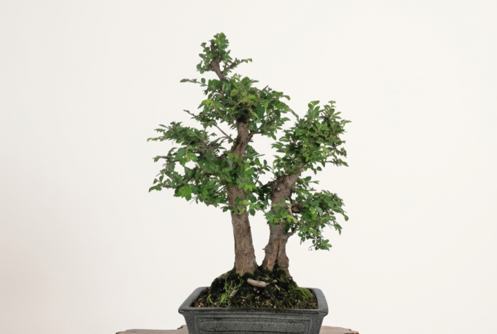 Bonsai of Ulmus Parvifolia 18 years Old