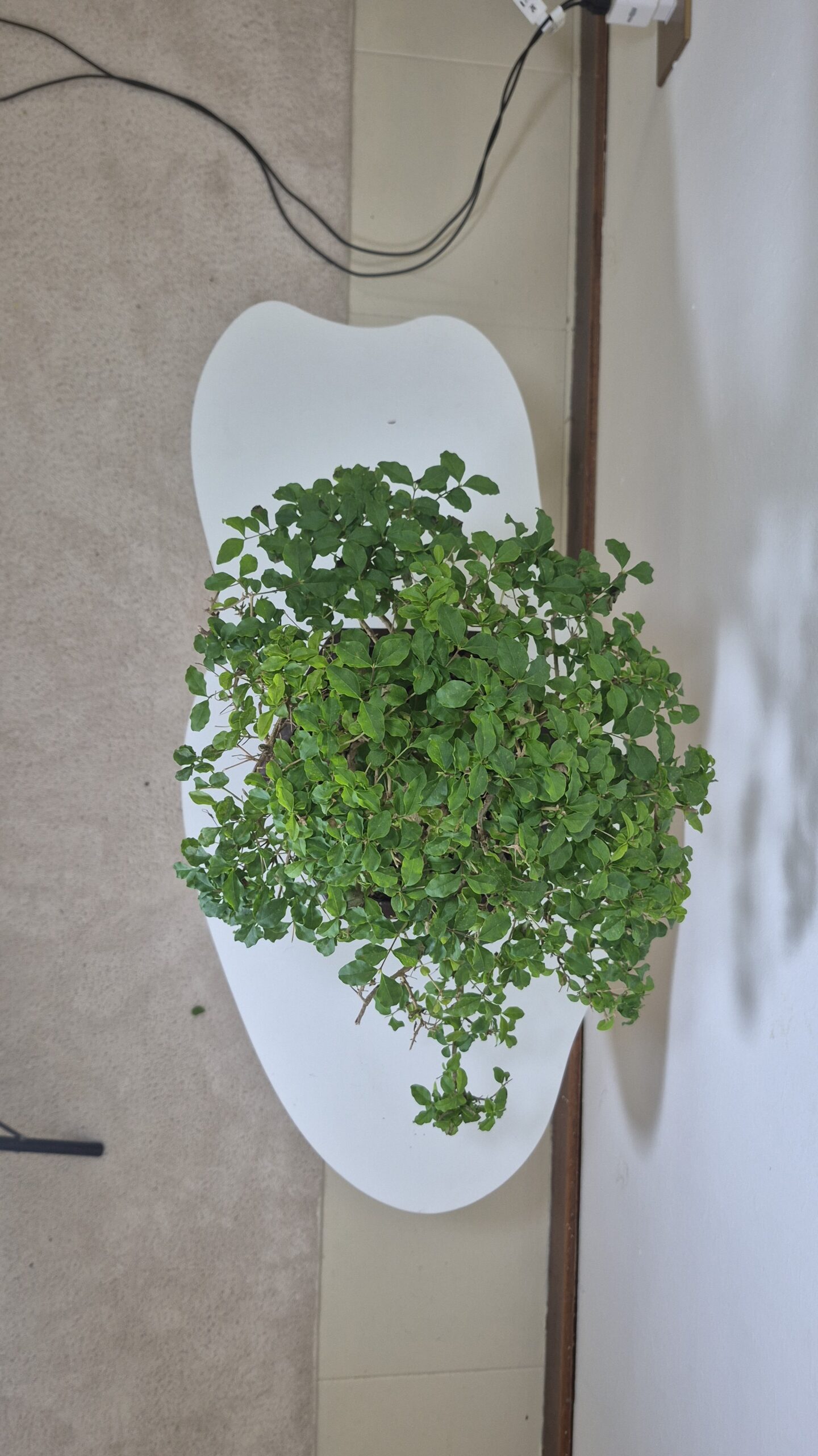 Bonsai of Ligustrum Ovalifollum  1