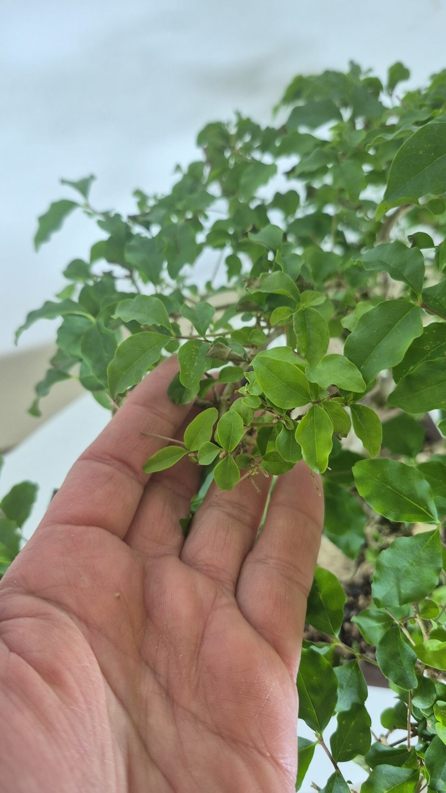 Bonsai of Ligustrum Ovalifollum 2