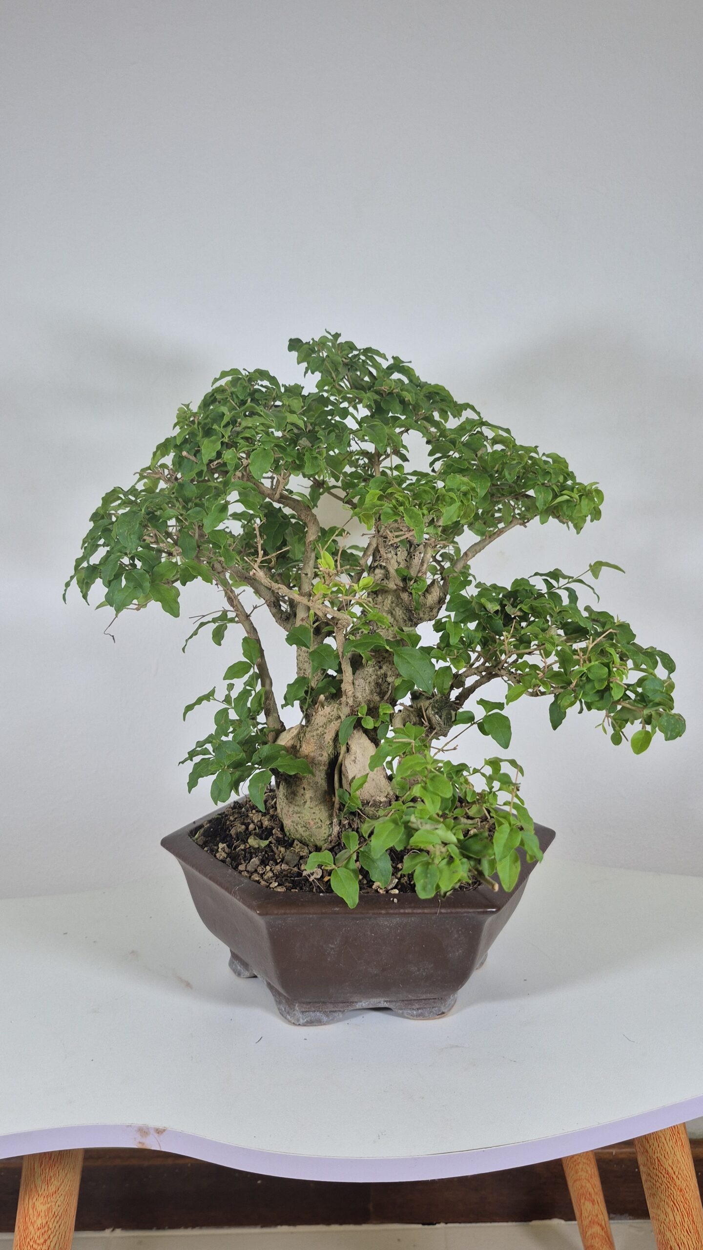 Bonsai of Ligustrum Ovalifollum 3