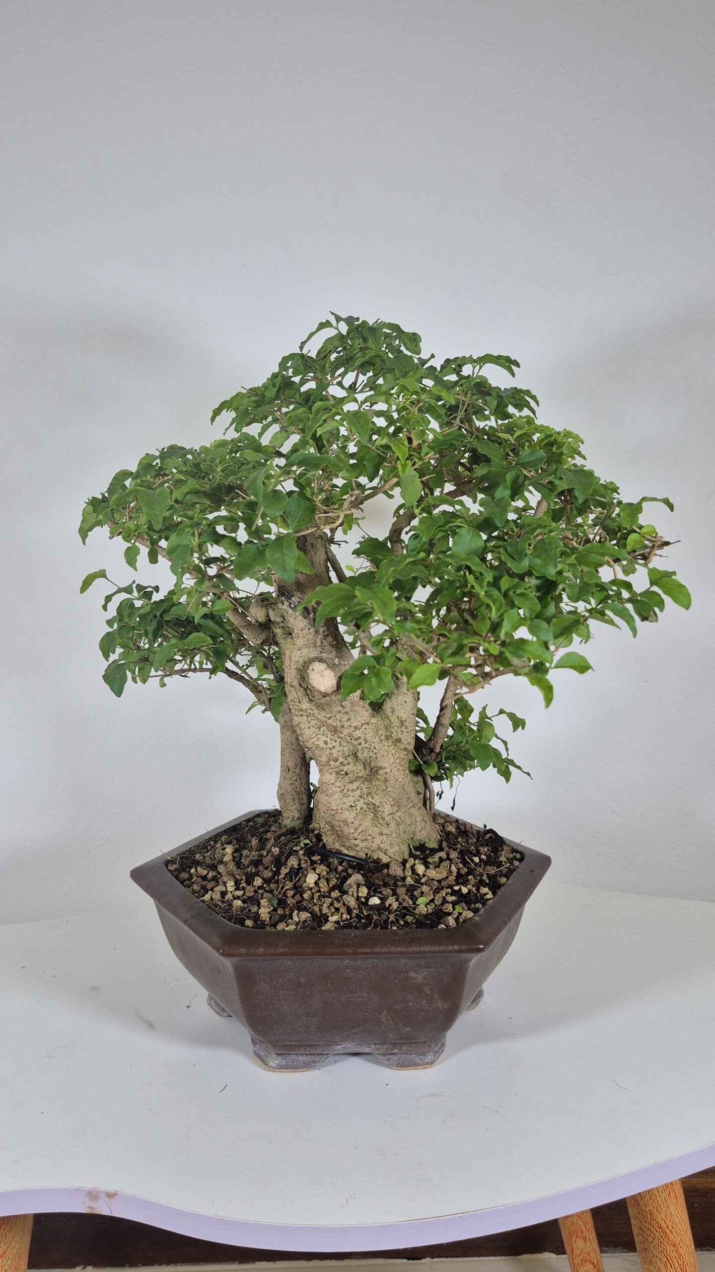 Bonsai of Ligustrum Ovalifollum 4