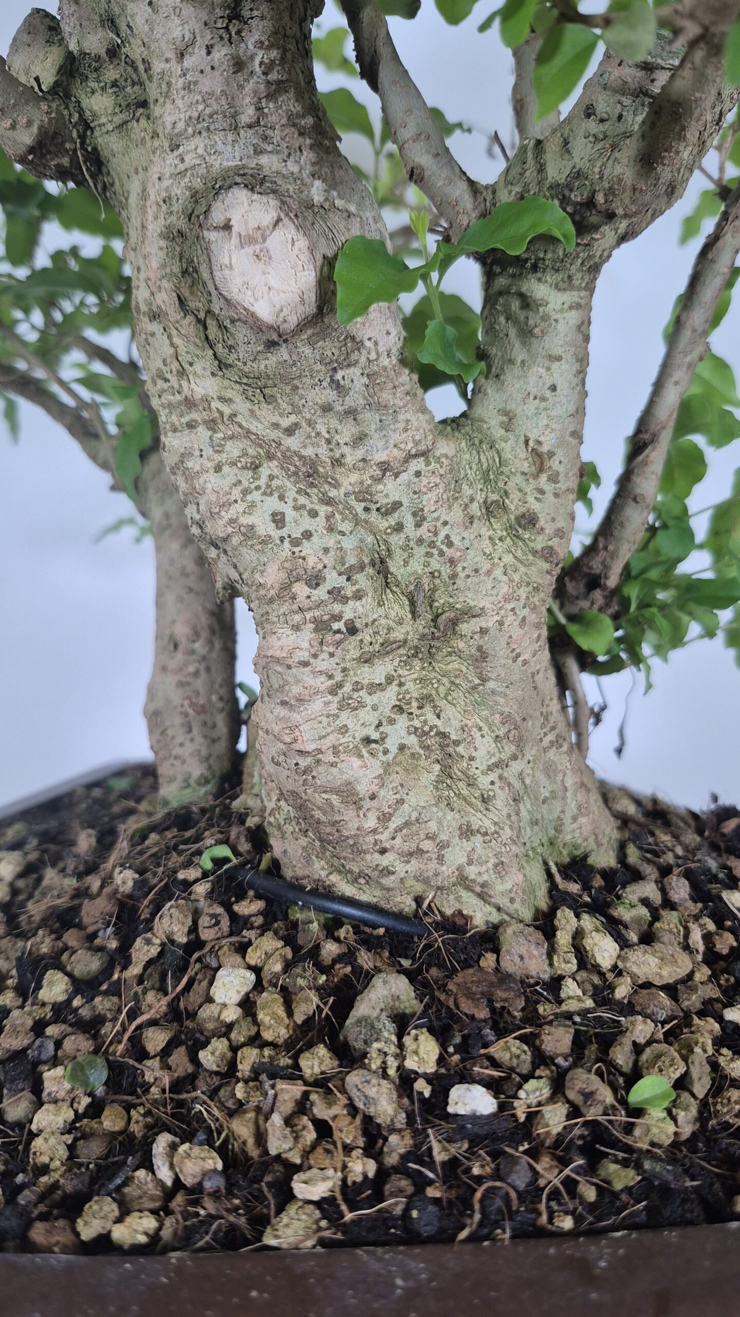 Bonsai of Ligustrum Ovalifollum 5