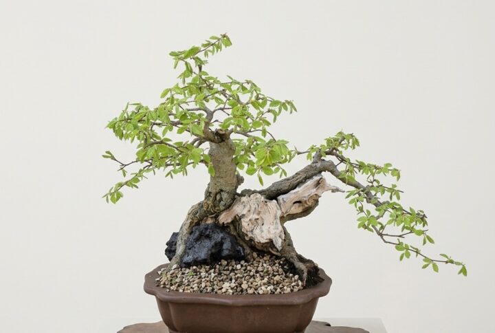 Carpinus