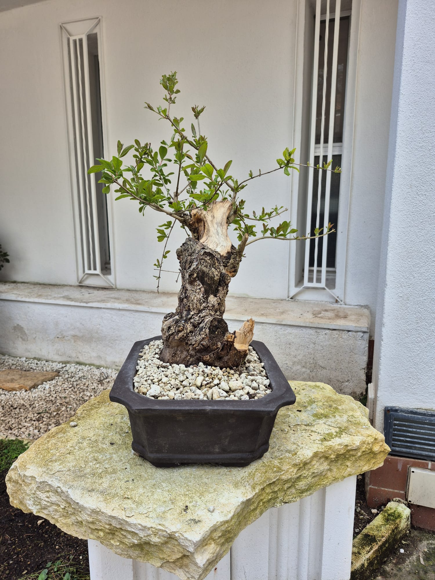 WhatsApp Image 2026-03-21 at 3.09.56 PM (1)