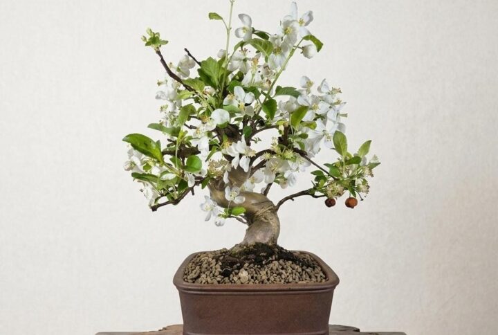 Bonsai of Apple (Malus)