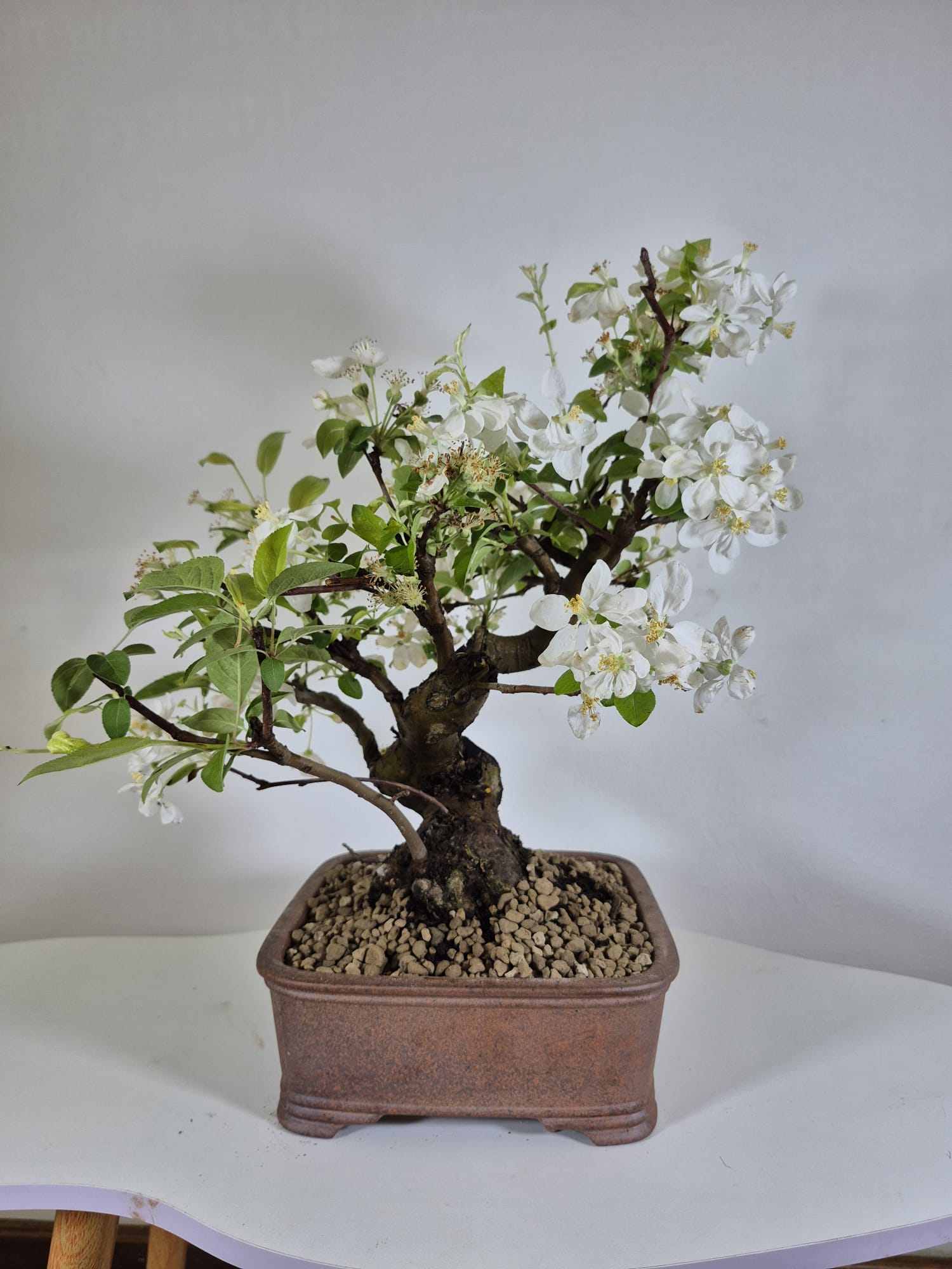 Bonsai of Apple (Malus) 18 years old 6