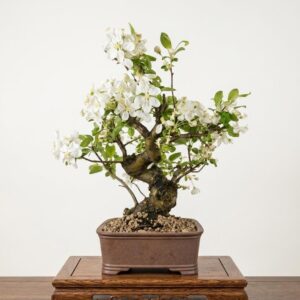 Bonsai of Apple (Malus) 18 years old