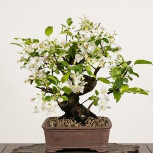 Bonsai of Apple (Malus) 18 years old 1