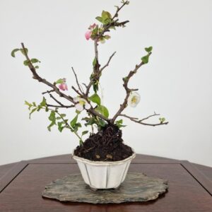 Bonsai of Chaenomeles (Pink) 10 years Old
