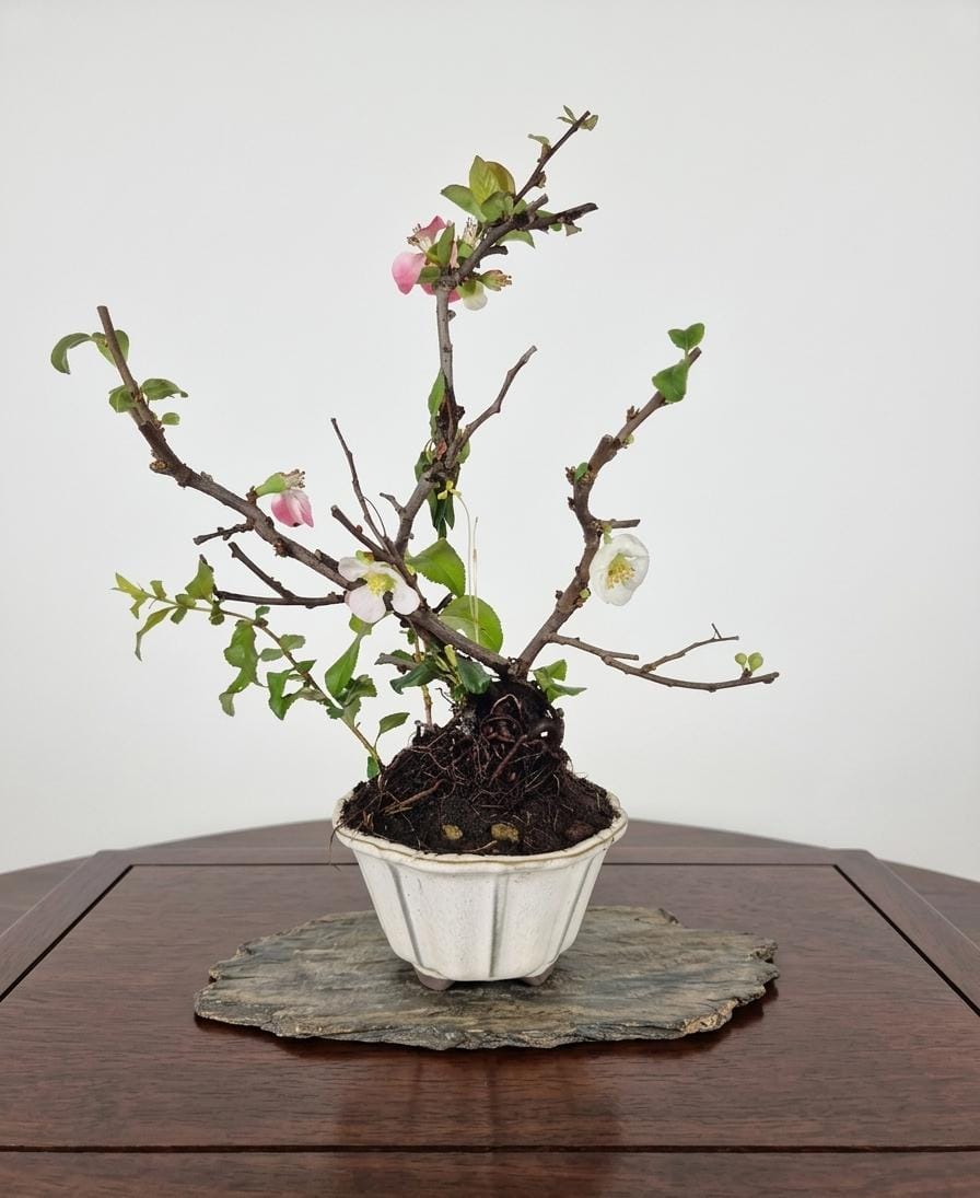 Bonsai of Chaenomeles (Pink) 10 years Old