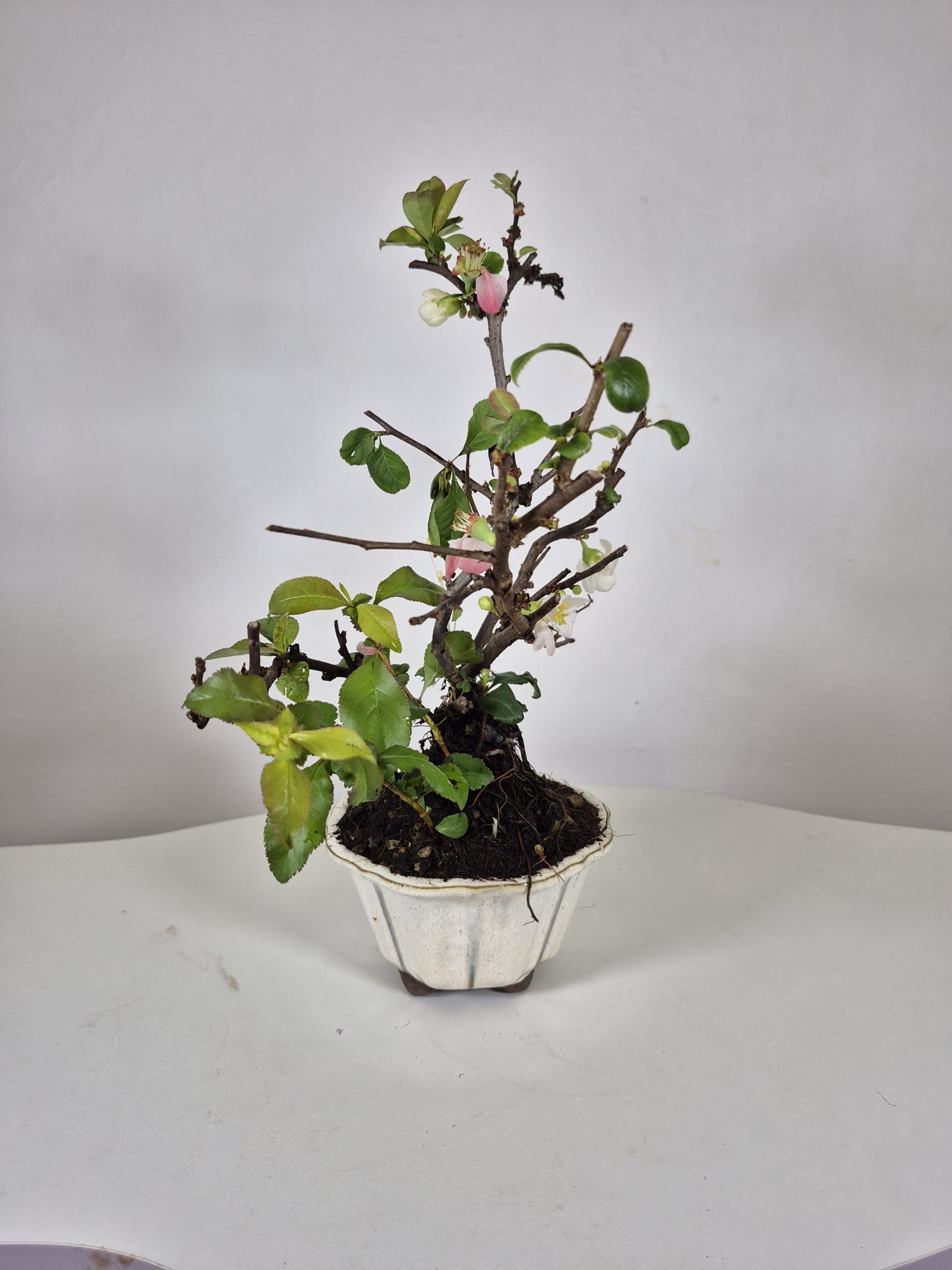 Bonsai of Chaenomeles (Pink) 10 years Old  2