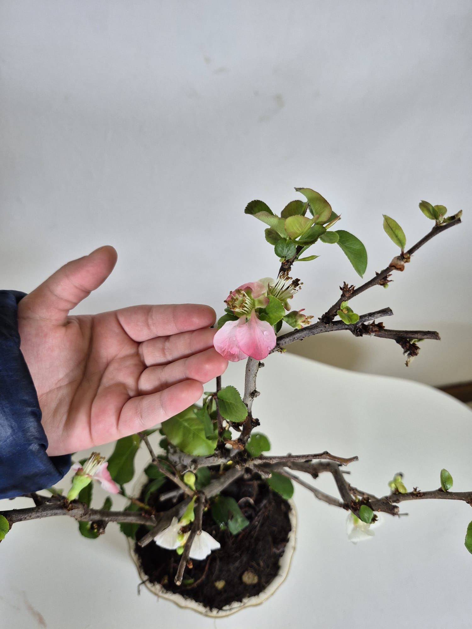 Bonsai of Chaenomeles (Pink) 10 years Old  3