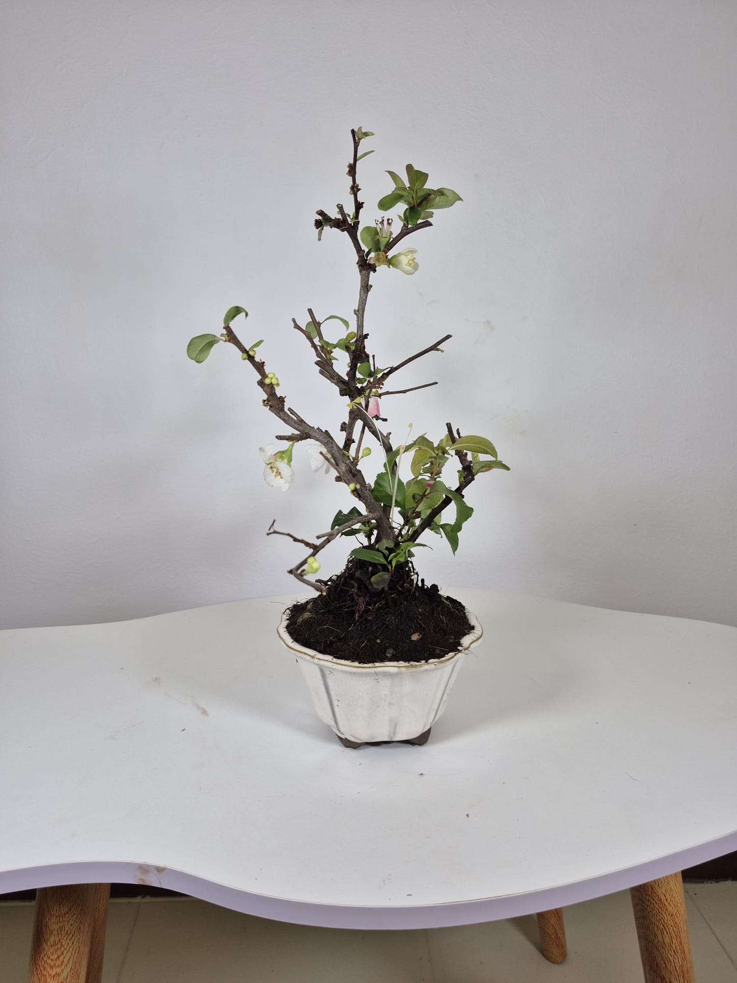 Bonsai of Chaenomeles (Pink) 10 years Old  1