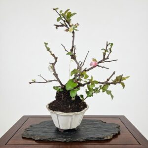 Bonsai of Chaenomeles (Pink) 10 years Old 4