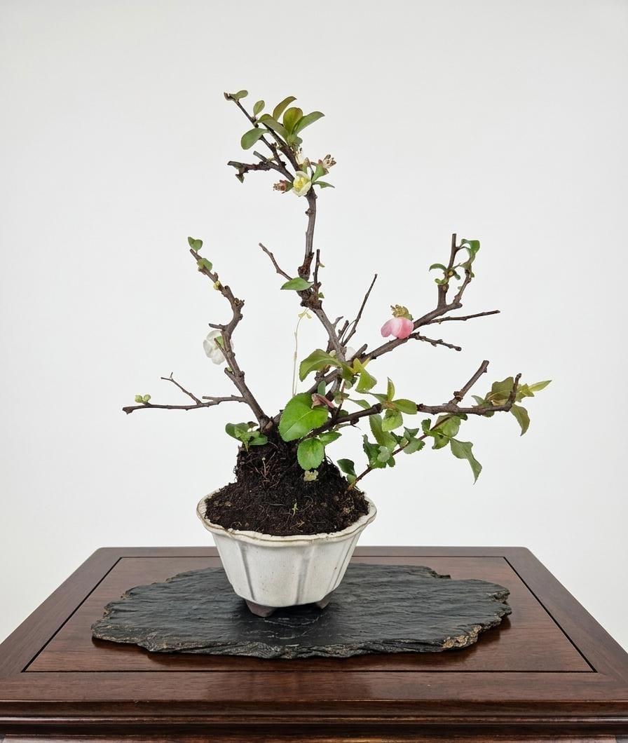 Bonsai of Chaenomeles (Pink) 10 years Old  4