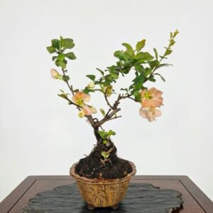 Bonsai of Chaenomeles (Salmon)10 years Old