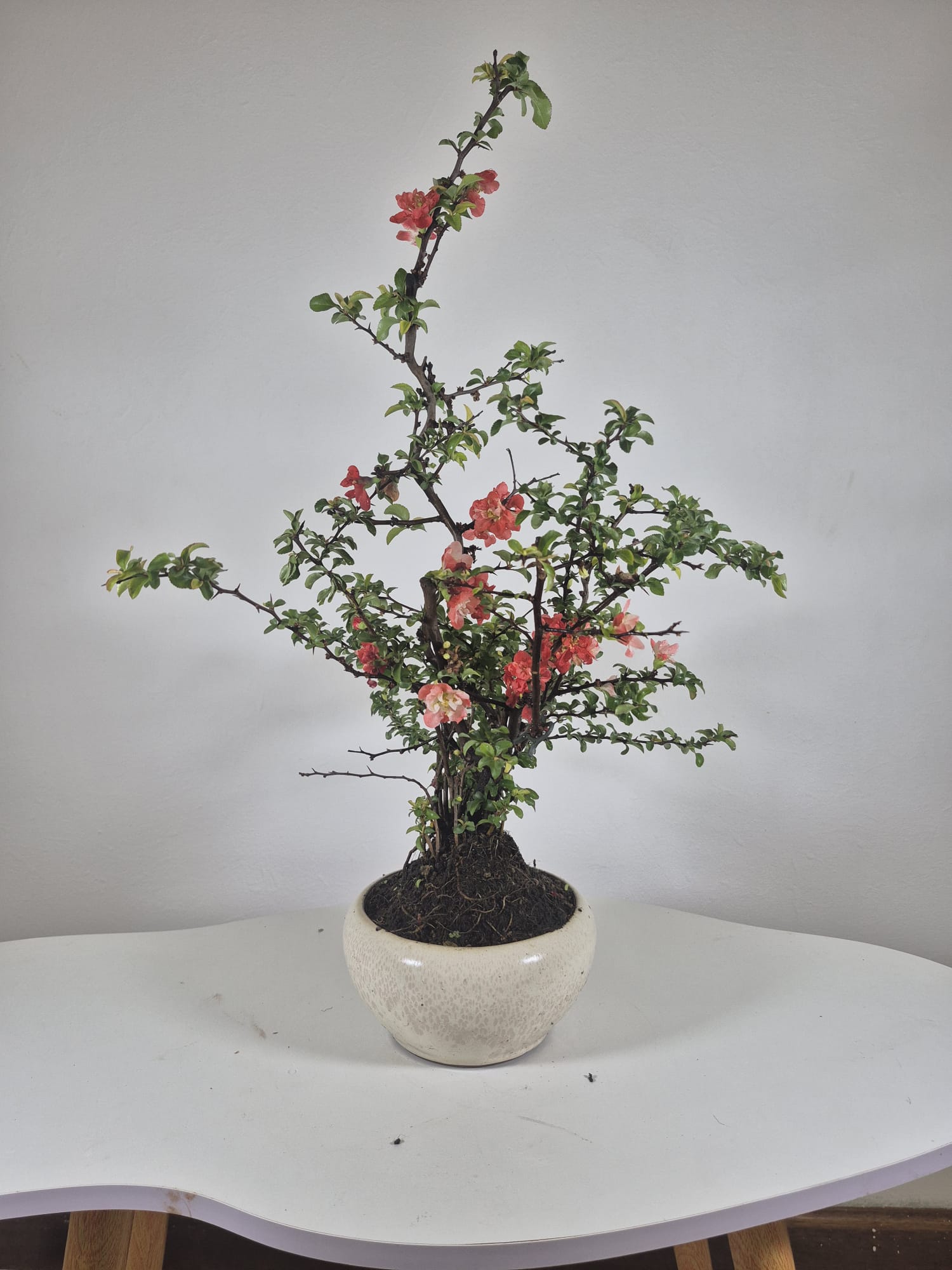 WhatsApp ImBonsai of Chaenomeles (Red) 12 years Old 4age 2026-03-27 at 12.02.56 PM (1)