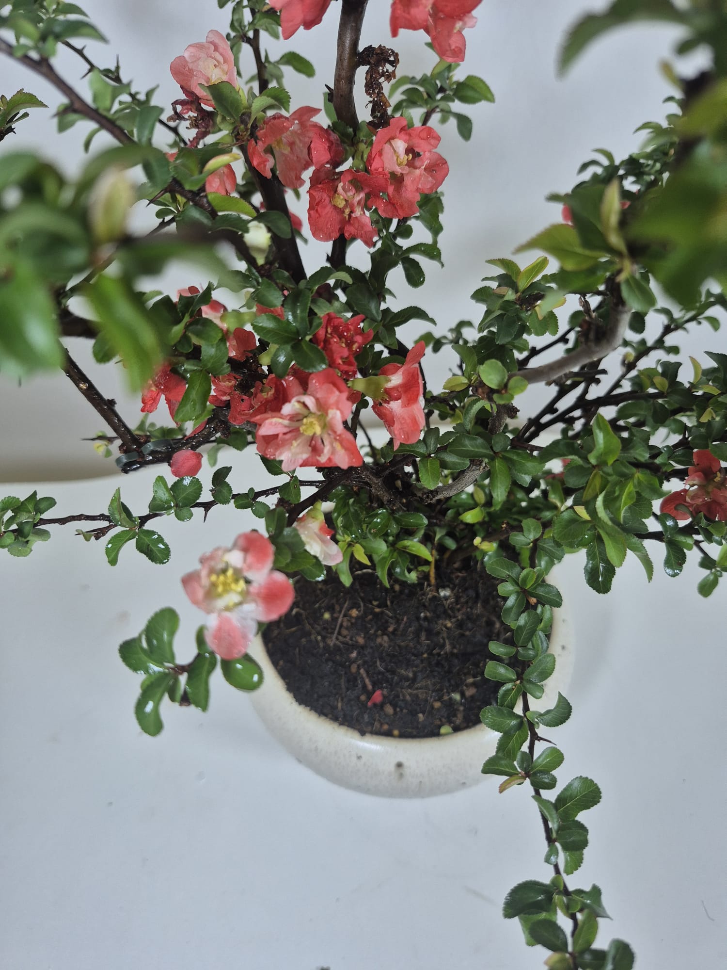 Bonsai of Chaenomeles (Red) 12 years Old 3