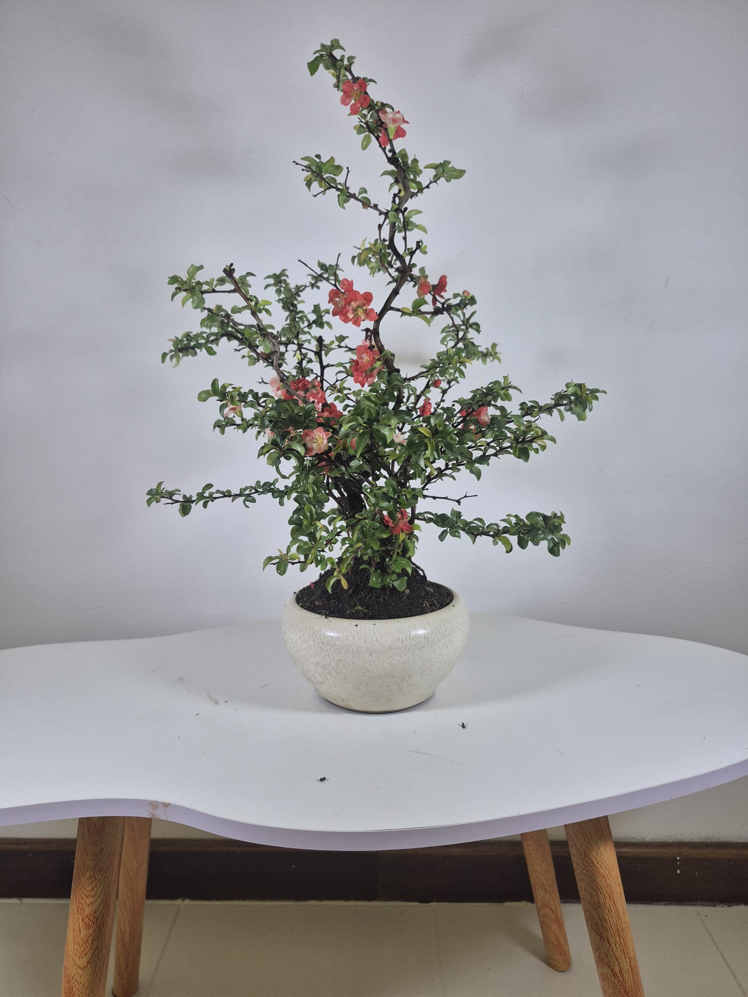 Bonsai of Chaenomeles (Red) 12 years Old 2