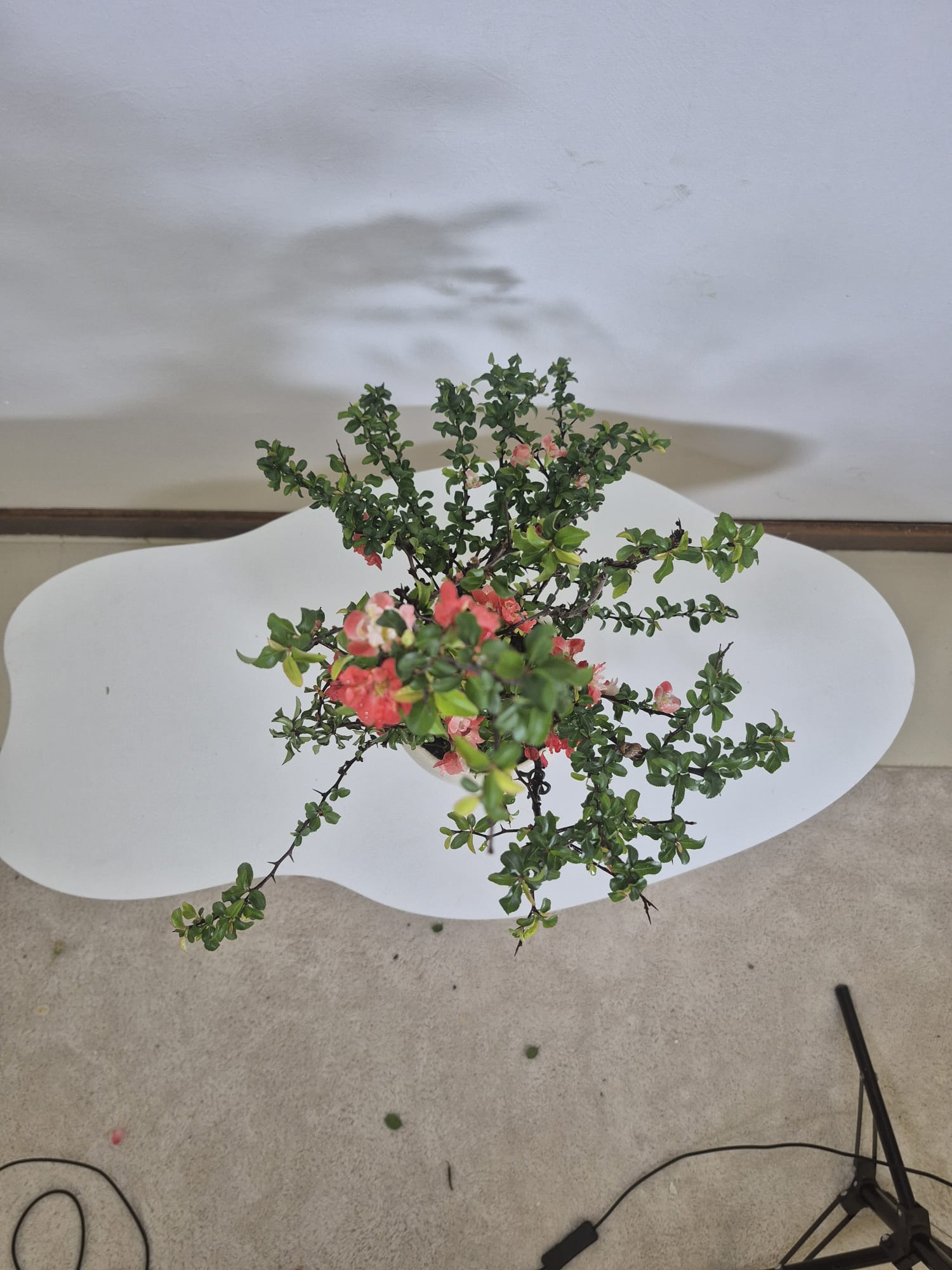 Bonsai of Chaenomeles (Red) 12 years Old 5