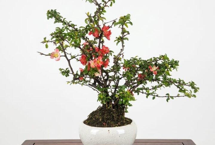 Bonsai of Chaenomeles (Red) 12 years Old