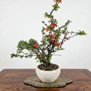 Bonsai of Chaenomeles (Red) 12 years Old 1