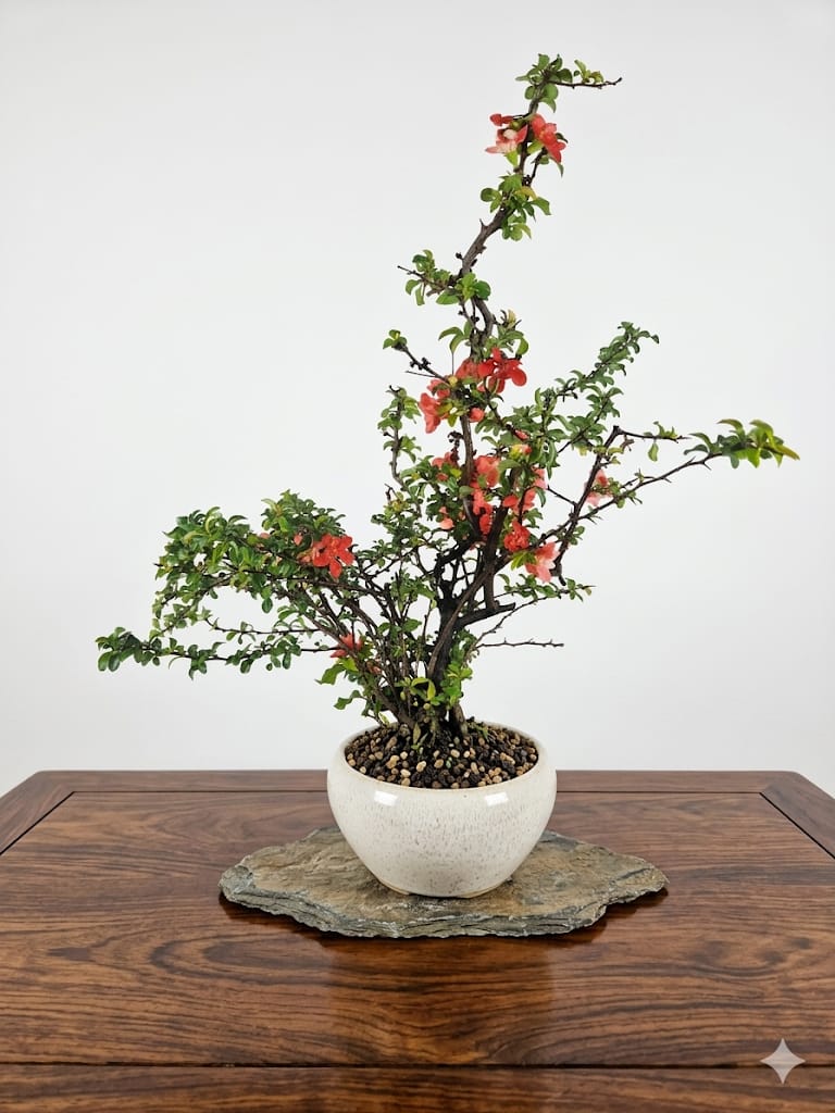 Bonsai of Chaenomeles (Red) 12 years Old  1