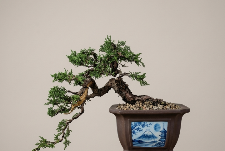 Bonsai of Juniper Kishu Cascade