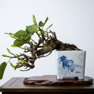 Ficus Retusa bonsai, shohin fig tree, front view